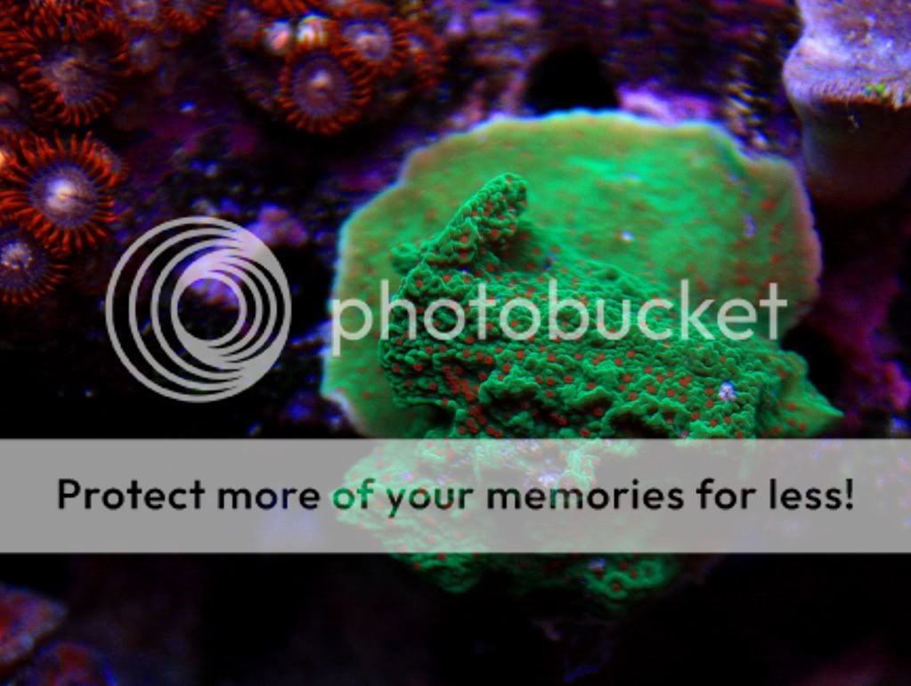 Coral For Sale...great prices...great color